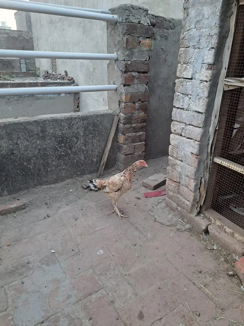 Cheena aseel — photo 4