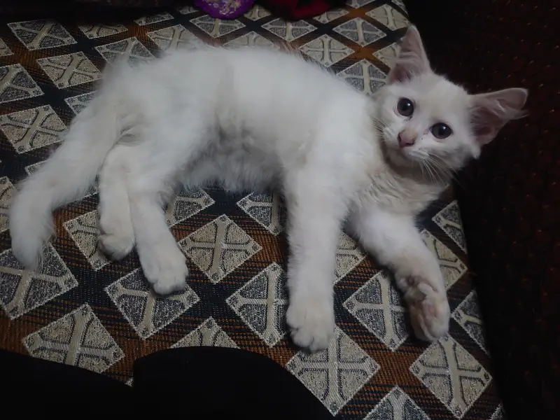 Cat for sale — photo 2