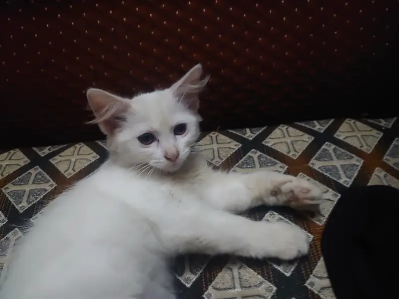 Cat for sale — photo 3