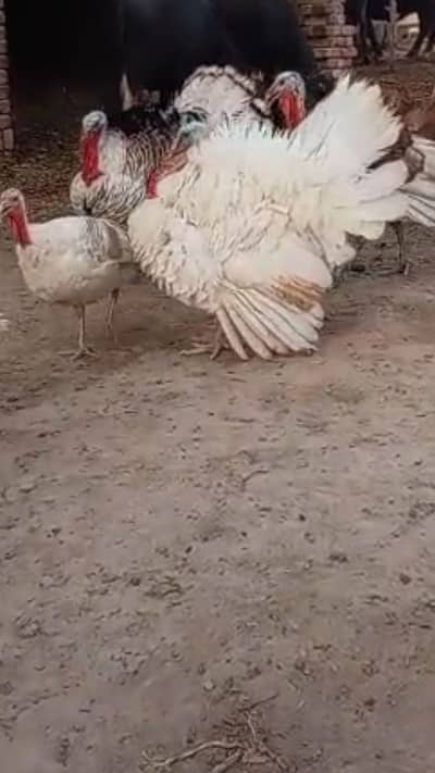  turkey 