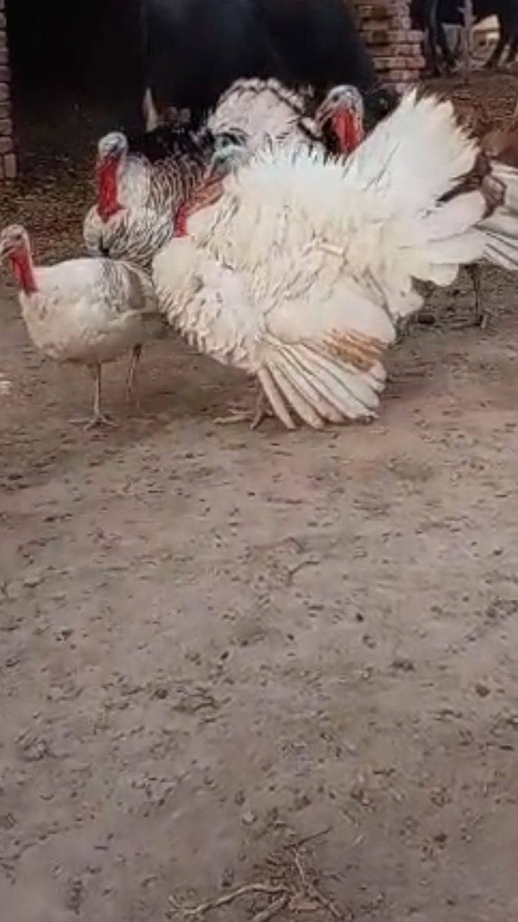  turkey  0