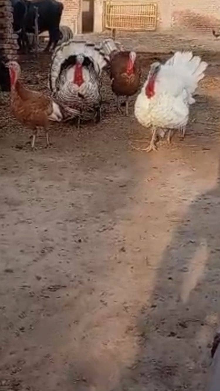  turkey  1