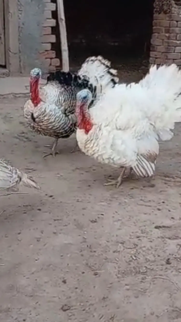 turkey — photo 3