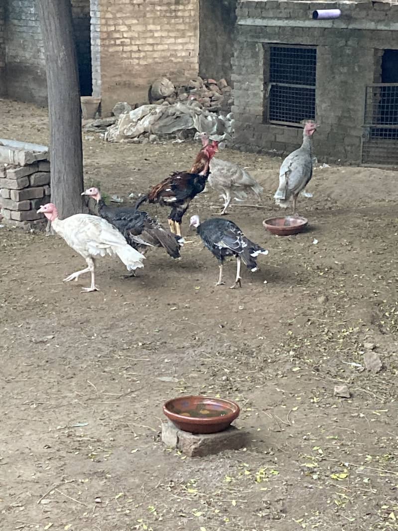  turkey  3