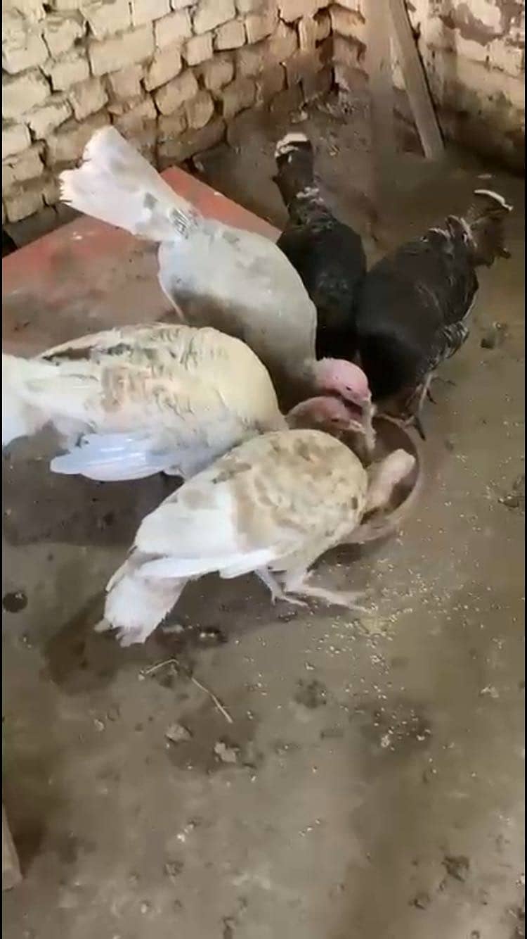  turkey  4