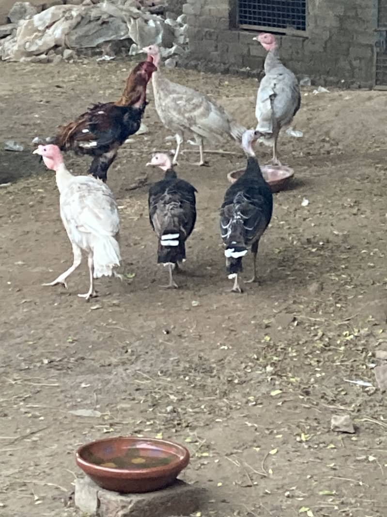  turkey  5