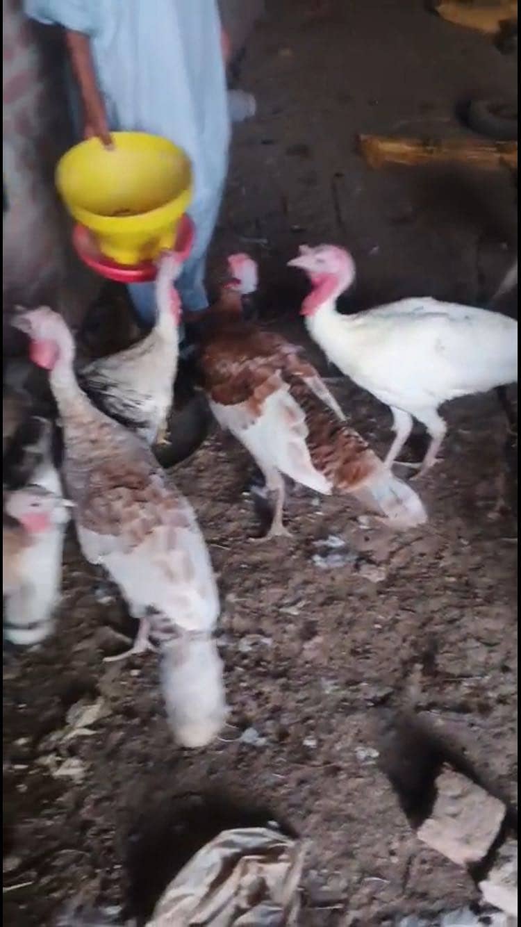  turkey  6