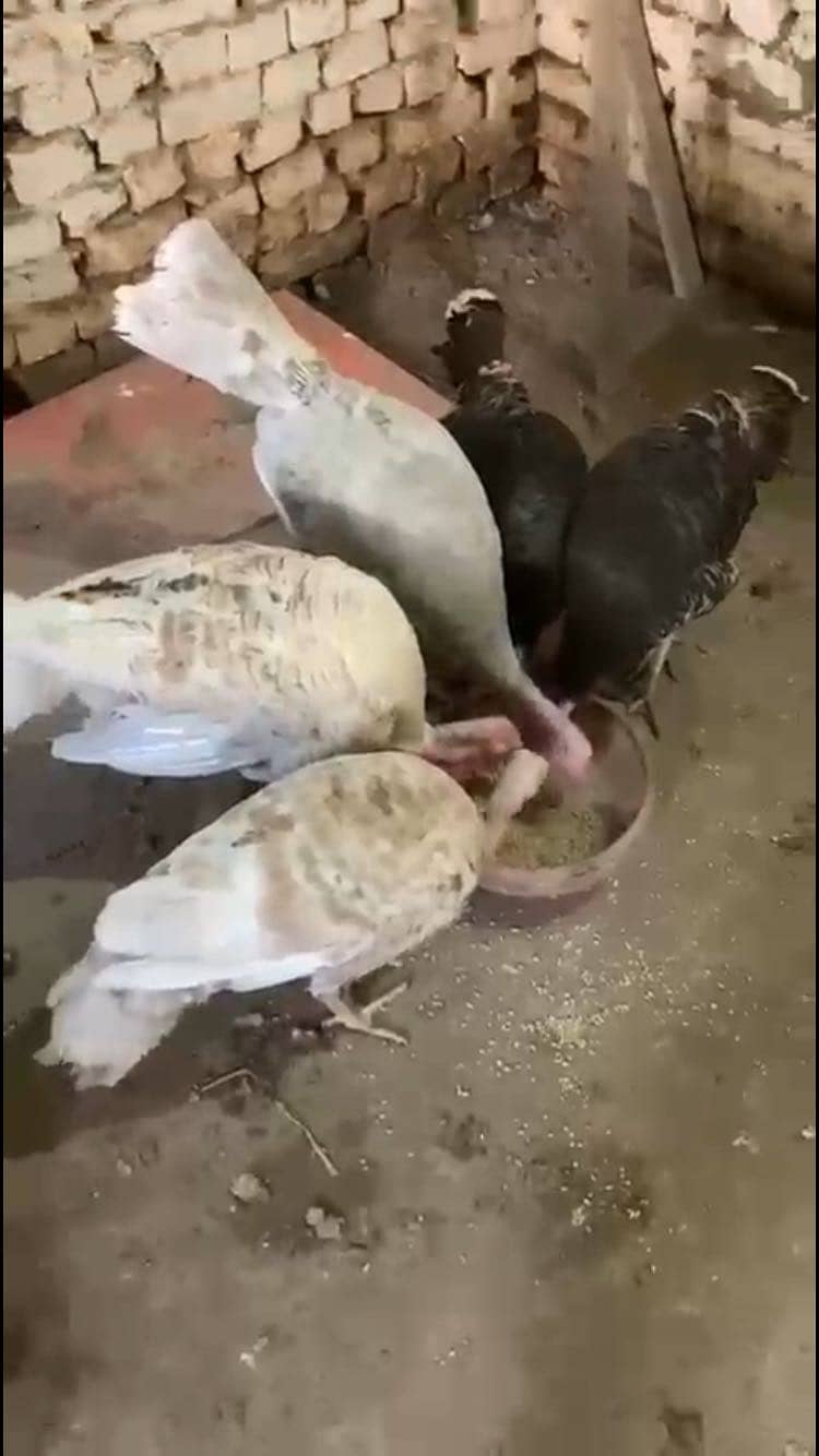  turkey  7