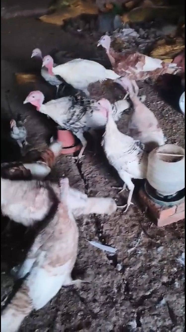  turkey  8