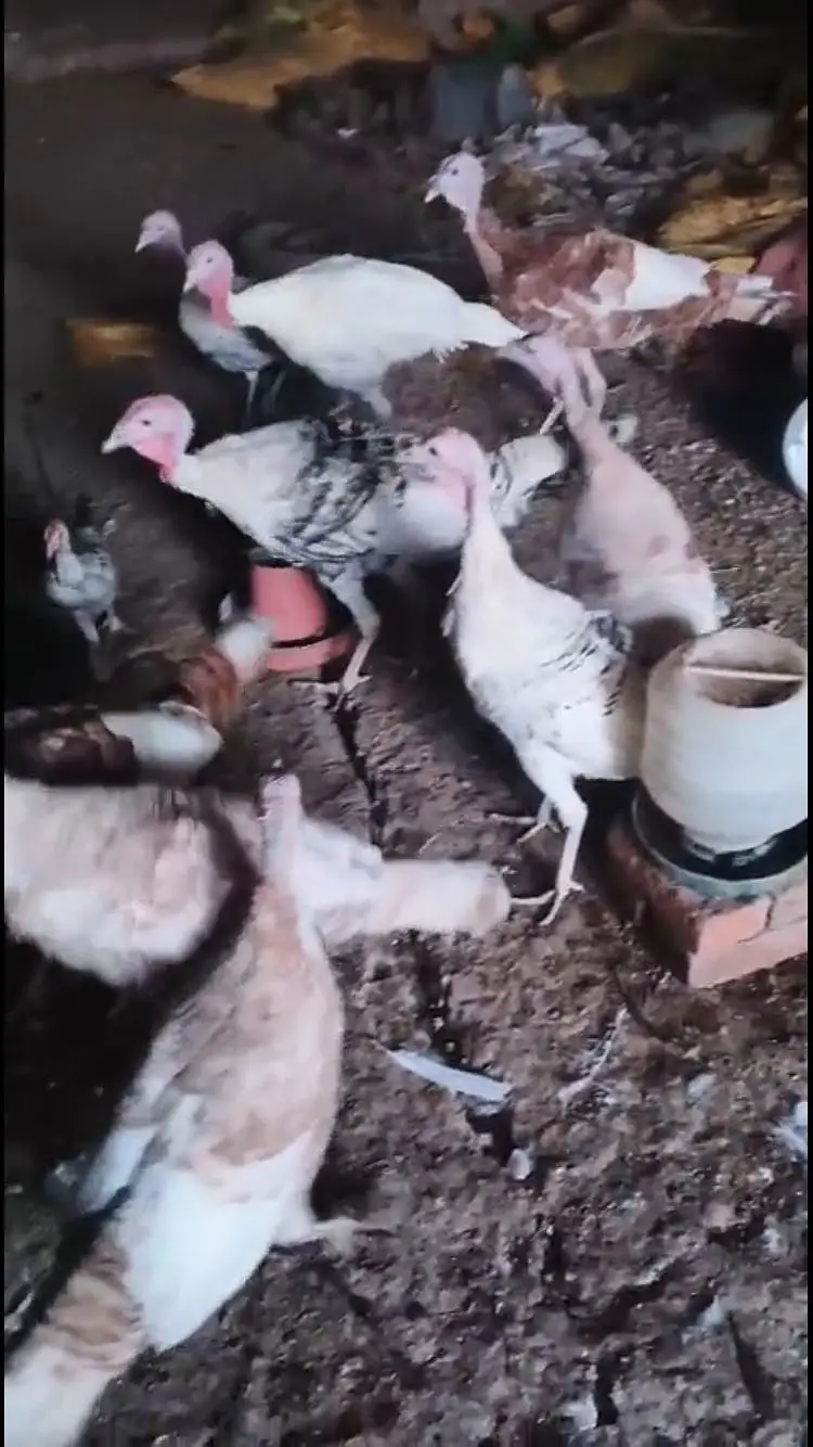 turkey — photo 9