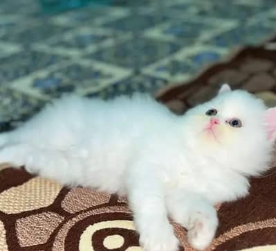 Persian kittens | triple Coat _punch Face| cute white | fluffy cat