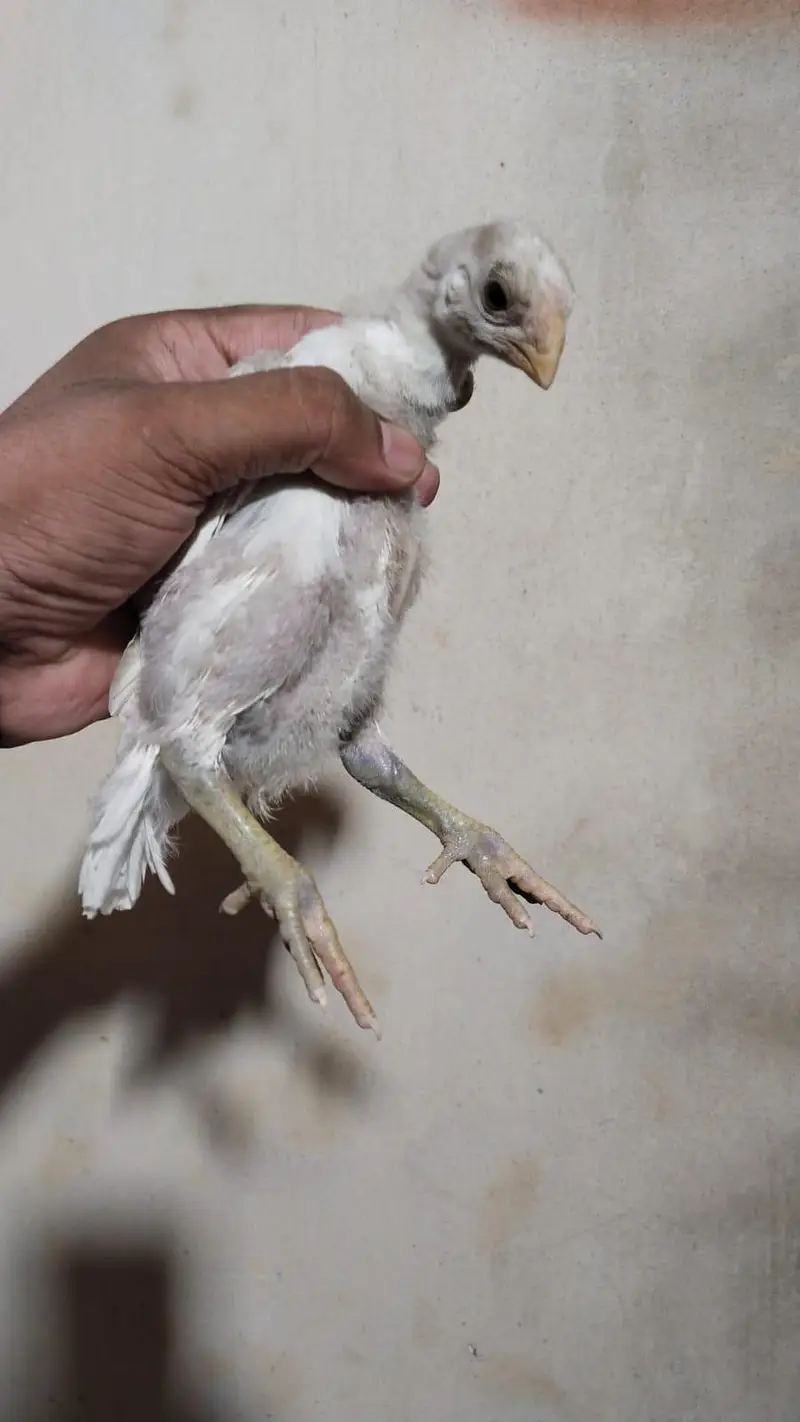 indian Parrot beak chicks — photo 5