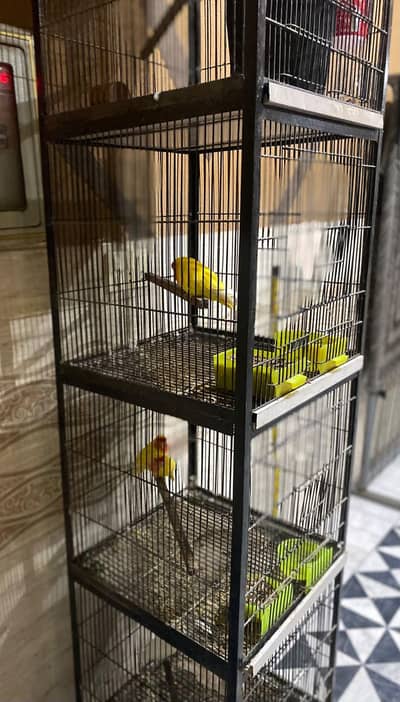 lovebirds with pijra