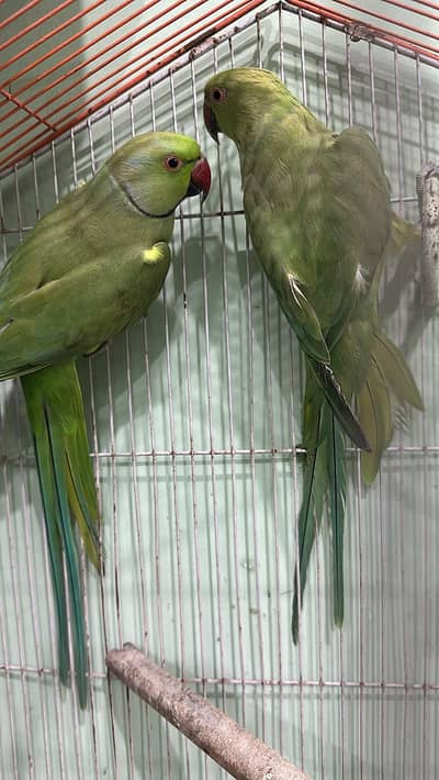 green ringneck