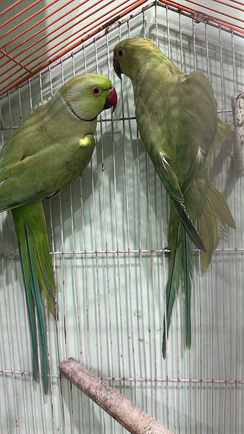 green ringneck 0