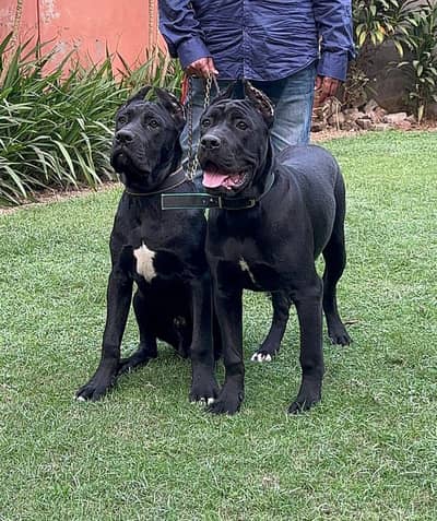 Cane corso