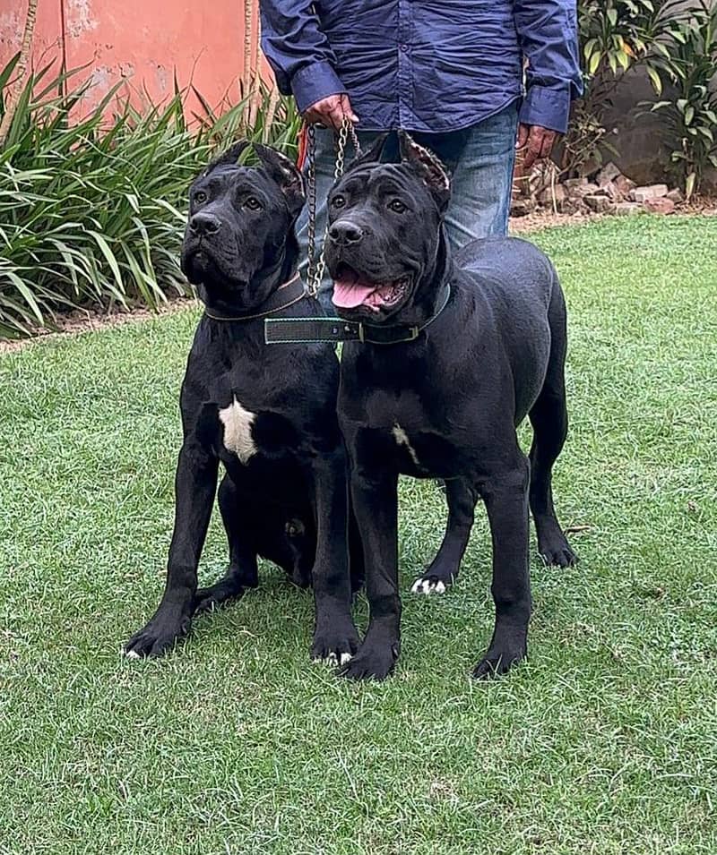 Cane corso 0