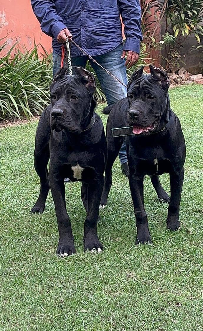 Cane corso 1