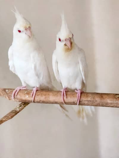 Cocktail Pair With 2 Healthy Babies (4 Months Old) For Sale