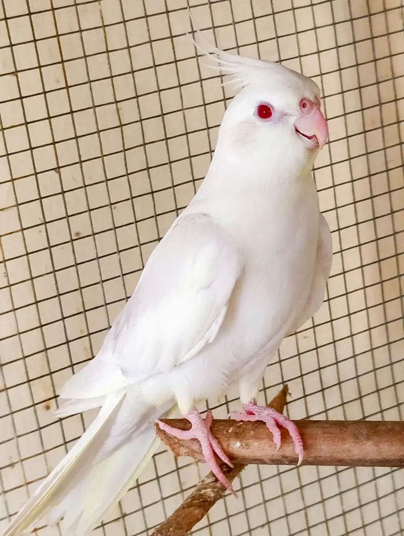 Cocktail Pair With 2 Healthy Babies (4 Months Old) For Sale — photo 3