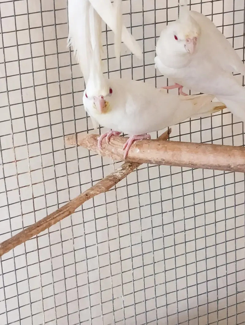 Cocktail Pair With 2 Healthy Babies (4 Months Old) For Sale — photo 4