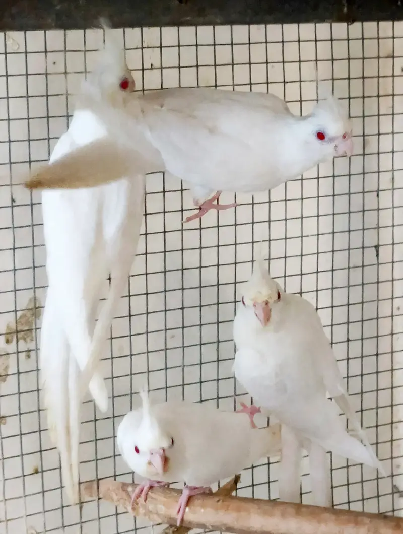 Cocktail Pair With 2 Healthy Babies (4 Months Old) For Sale — photo 5