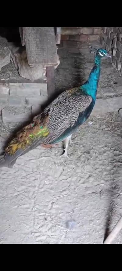 black shoulder male available