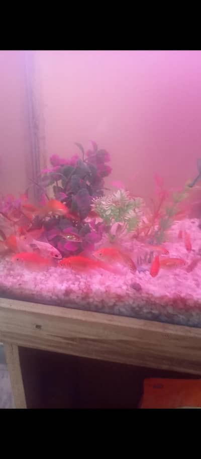 gold fishes ana aquierum battery cleaner