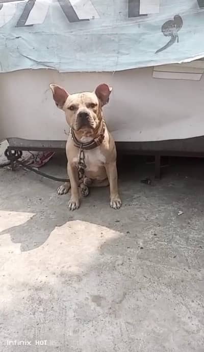 Amarican pitbull
