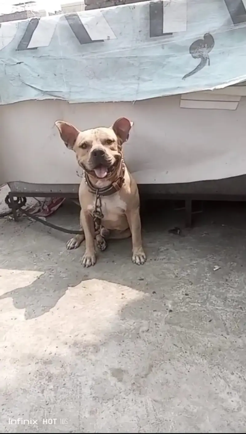 Amarican pitbull — photo 2