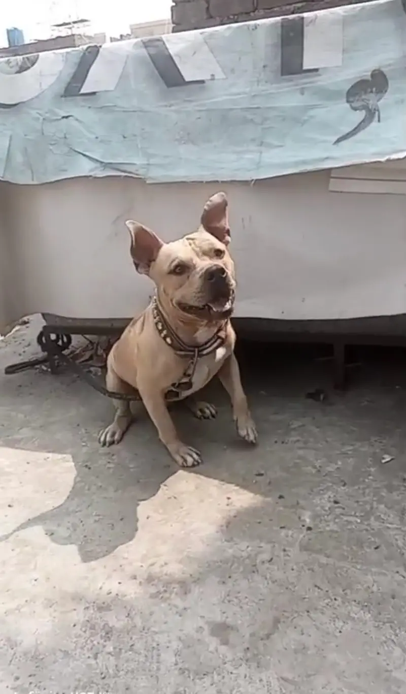 Amarican pitbull — photo 3