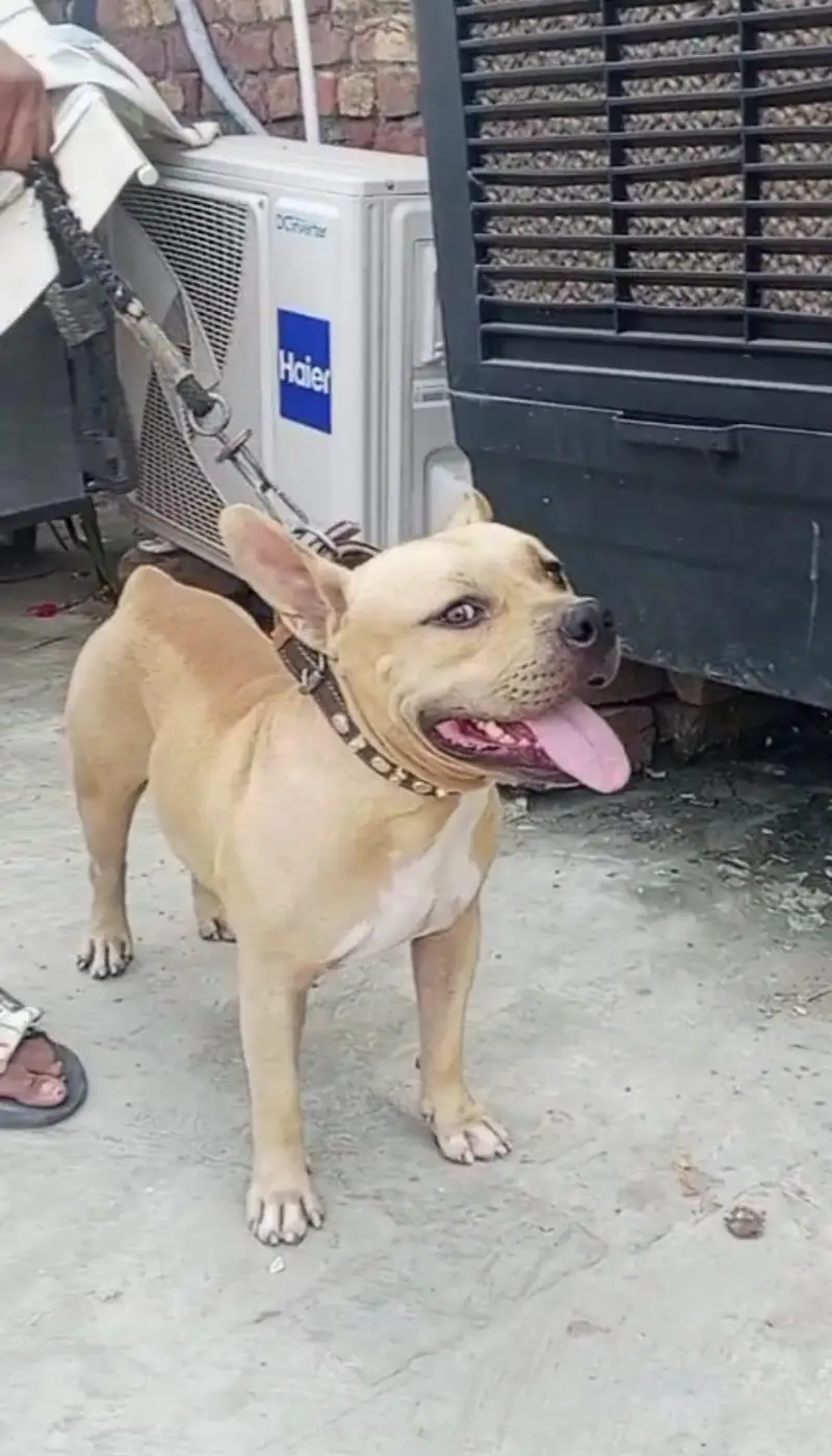 Amarican pitbull — photo 4