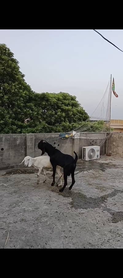 bakri Ranjanpuri