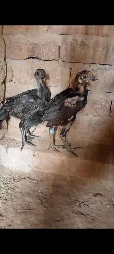drogan female or Thai male for sale Whatsapp 03014616729