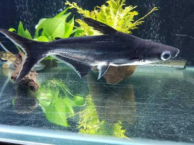 Iridescent Shark high quality# Molly