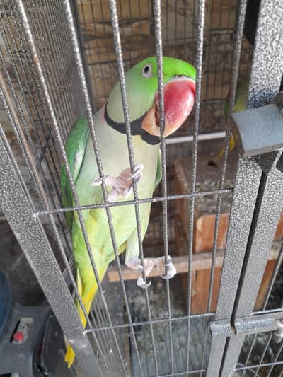 raw parrots for sale with new big cage