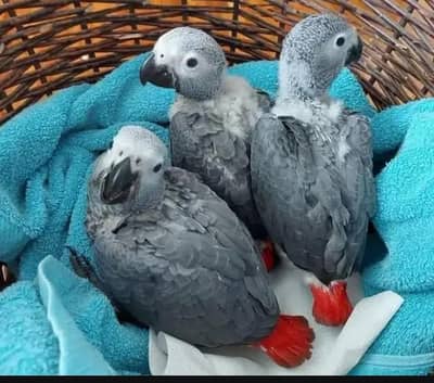 African grey parrot chicks for sale 03297524864
