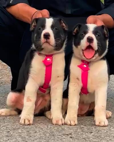 Afghan kochi  for sale security dog