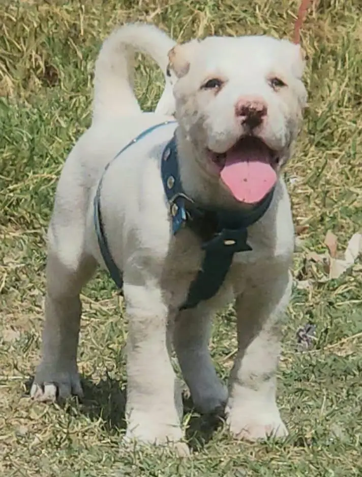 Afghan kochi  for sale security dog — photo 7