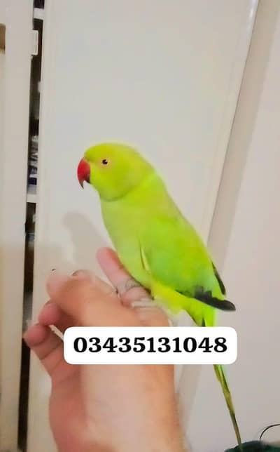 03435131048 Handtame Green parrot for sale