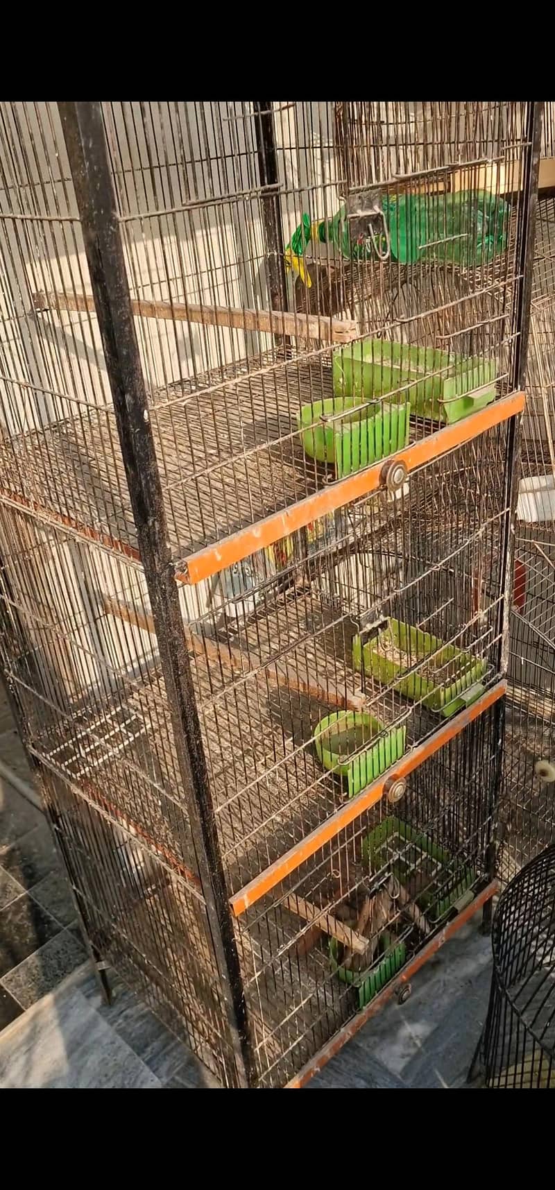 cages 1