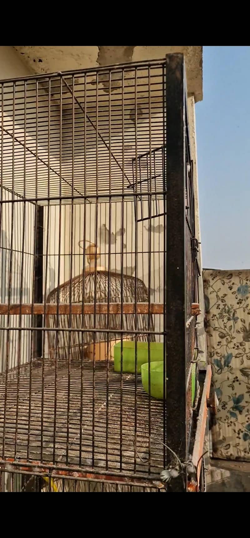 cages 3