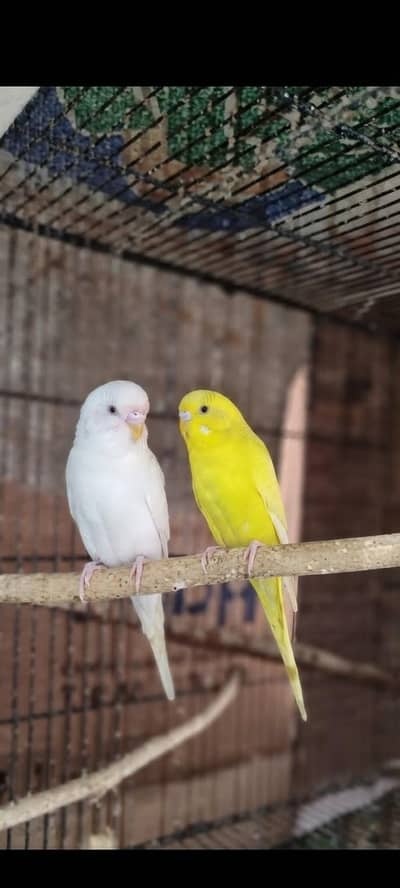 breeder red eye albino lutino adult Australian budgie