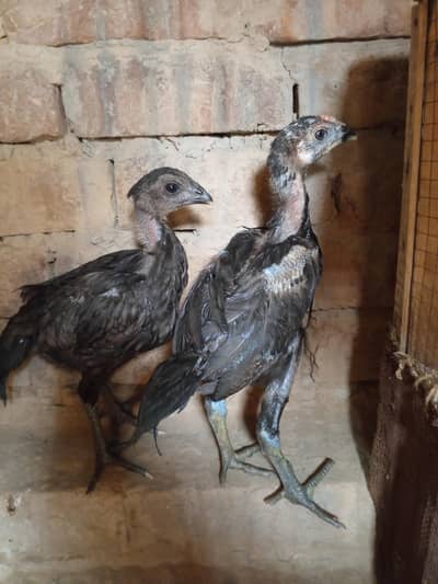 drogan female or Thai male for sale Whatsapp 03014616729