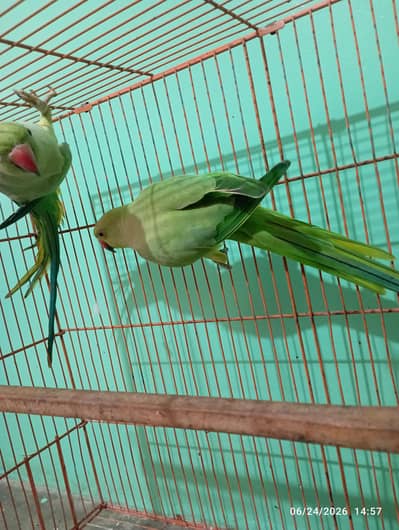 green parrot