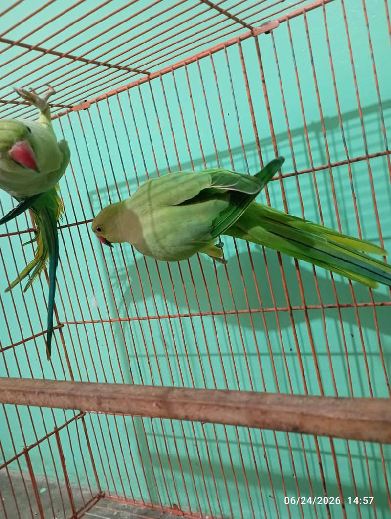 green parrot 0