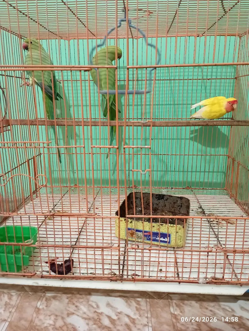 green parrot — photo 2