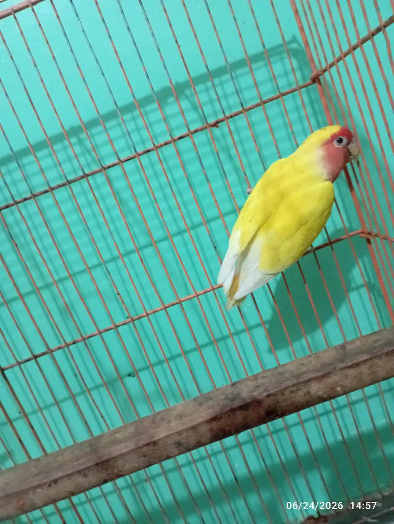 green parrot — photo 3