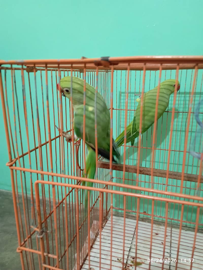 green parrot 3