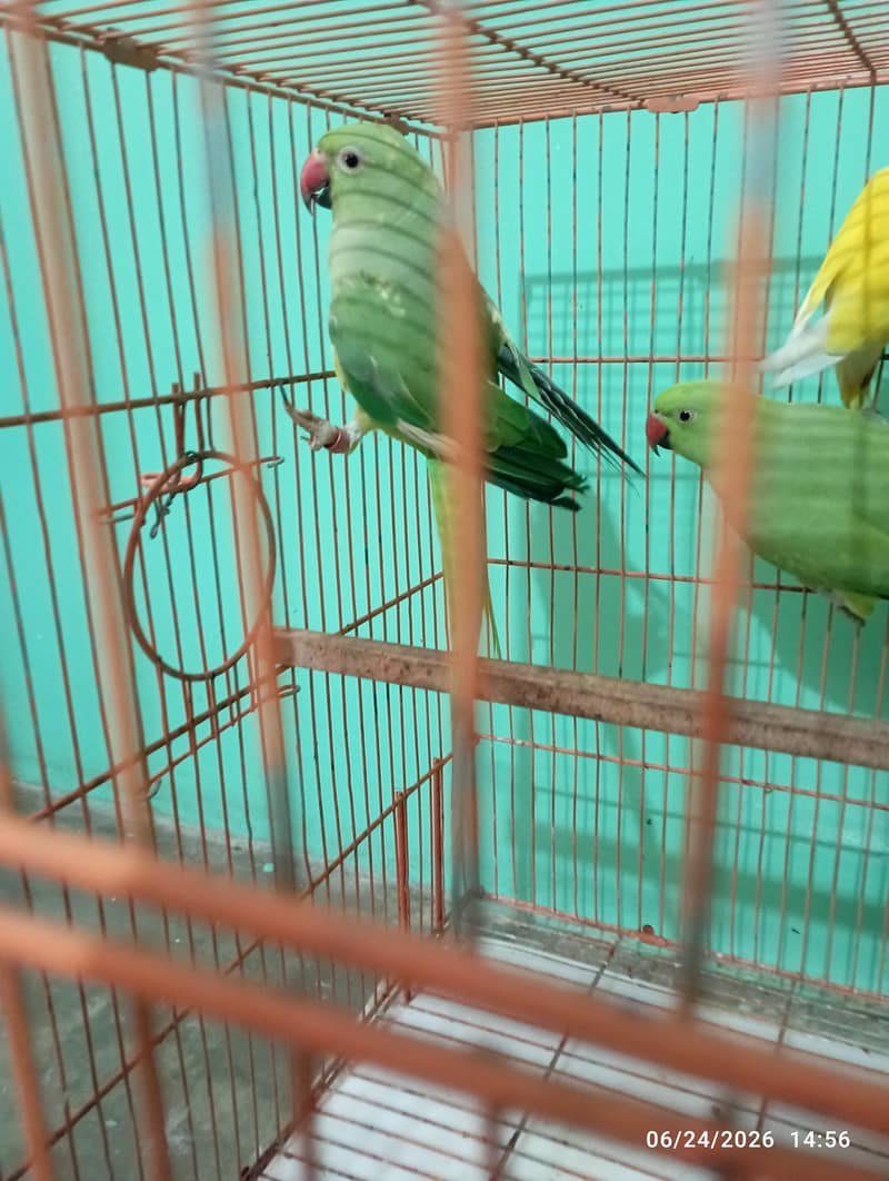 green parrot 4